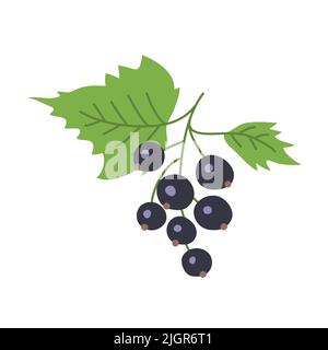 Schwarze Johannisbeere mit Blättern. Ein paar frische Beeren. Sommerernte. Gesunde Lebensmittel reich an Vitaminen. Süßes, köstliches Dessert. Konfitüre. Flacher Vektor Stock Vektor