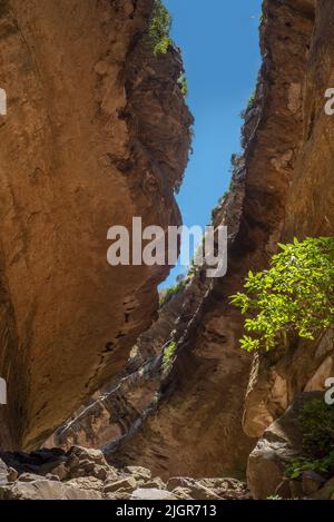 Blick auf den Pfad und einen einleuchtenden Baum zwischen überhängenden Felswänden auf der Echo Ravine Wanderung im Golden Gate Highlands National Park in der Nähe von Clarens, S Stockfoto