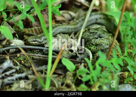 Glatte Schlange - Coronella austriaca in der Nähe von Znojmo, Tschechische Republik Stockfoto