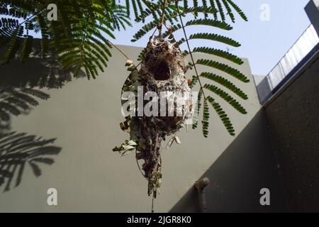 Gut bauen Nest der Sonnenvögel von beiden männlichen lila Sonnenvögel und weibliche Purple rumped Sonnenvögel im Hinterhof Haus aus Zweigen, Baumwolle, Blätter, Sticks gemacht Stockfoto