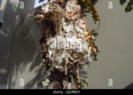 Gut bauen Nest der Sonnenvögel von beiden männlichen lila Sonnenvögel und weibliche Purple rumped Sonnenvögel im Hinterhof Haus aus Zweigen, Baumwolle, Blätter, Sticks gemacht Stockfoto