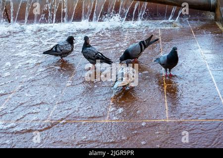 Tauben Baden und Trinkwasser in einem Brunnen in einem öffentlichen Park Stockfoto