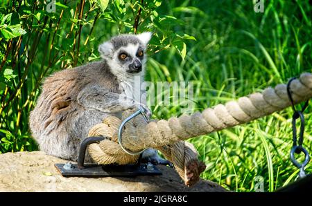 Katta Zoo von Calgary Alberta Stockfoto