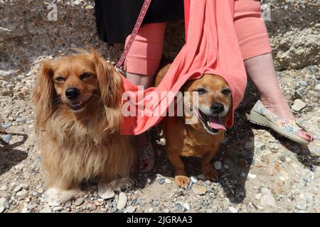 Zwei Hunde am Strand von Lulworth Cove, Dorset Stockfoto
