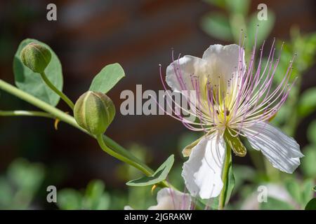 Detail der Knospen und einer schönen Kaperblume (Capparis spinosa) mit langen Staubgefäßen auf dem Feld Stockfoto