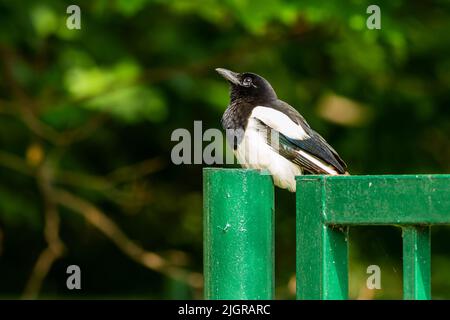 Ein junger schwarz-weißer Vogel, eine eurasische Elster, der auf einem grünen Metallzaun steht und nach oben schaut. Sommer in einem Stadtpark. Verschwommener Hintergrund. Stockfoto