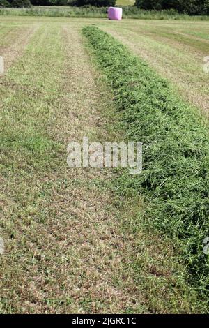 Gemähtes Feld mit einer Grasreihe, die für die Silage vorbereitet ist, mit einem rosa, kunststoffumhüllten Ballen und einer im Hintergrund verschwommenen Hecke. Stockfoto