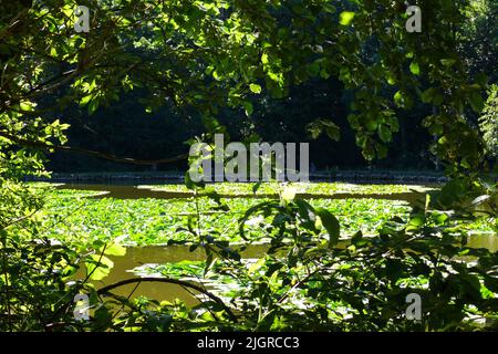 Ein See mit grünen Blättern, umgeben von Natur. Stockfoto