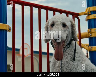 Cremefarbener Standardpudel, der auf einem blauen, gelben und roten Spielplatz eine Racung macht Stockfoto