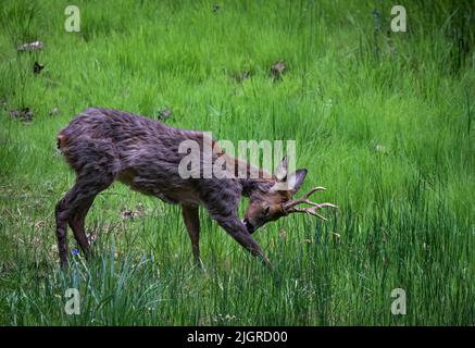 Ein Hirsch grast auf grünen Feldern Stockfoto