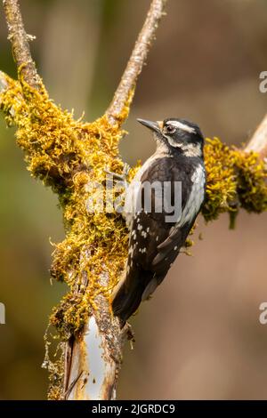 Specht (Picoides pubescens), Aumsville Ponds County Park, Linn County, Oregon Stockfoto