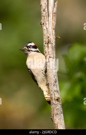 Specht (Picoides pubescens), Aumsville Ponds County Park, Linn County, Oregon Stockfoto