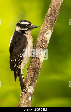 Specht (Picoides pubescens), Aumsville Ponds County Park, Linn County, Oregon Stockfoto