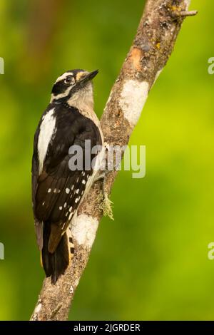 Specht (Picoides pubescens), Aumsville Ponds County Park, Linn County, Oregon Stockfoto