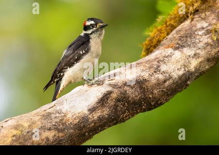 Specht (Picoides pubescens), Aumsville Ponds County Park, Linn County, Oregon Stockfoto