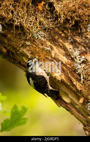 Flauschspecht (Picoides pubescens) am Nestloch, Aumsville Ponds County Park, Linn County, Oregon Stockfoto