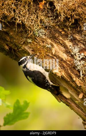 Flauschspecht (Picoides pubescens) am Nestloch, Aumsville Ponds County Park, Linn County, Oregon Stockfoto