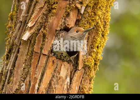 Nördliches Flimmern (Colaptes auratus) am Nestloch, Aumsville Ponds County Park, Marion County, Oregon Stockfoto