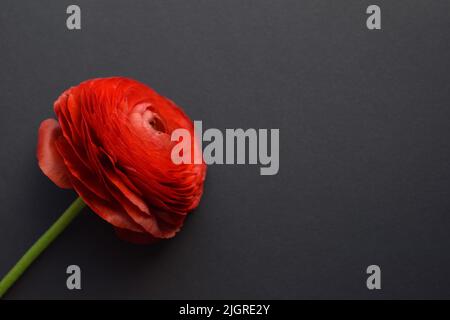 Eine wunderschöne Ranunculus Blume von roter Farbe auf schwarzem Hintergrund. Speicherplatz kopieren Stockfoto