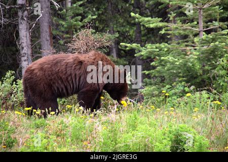 Ein junger Braunbär, der im Frühling in Kanada am Waldrand den Dandelion frisst Stockfoto