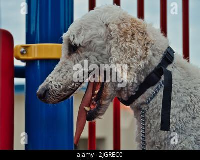 Cremefarbener Standardpudel, der auf einem blauen, gelben und roten Spielplatz eine Racung macht Stockfoto