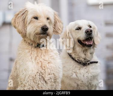 Golden Doodle und Golden Retriever sitzen im Gartenportrait. Stockfoto