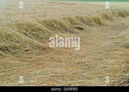 Weizenfeld durch Regen abgeflacht, reifes Weizenfeld durch Wind und Regen beschädigt. Spanien Stockfoto