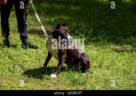 Pitbull sitzt auf dem grünen Gras neben dem Besitzer. Hochwertige Fotos Stockfoto
