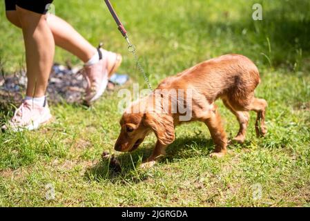 Englisch Cocker Spaniel Welpe zu Fuß auf grünem Gras. Hochwertige Fotos Stockfoto