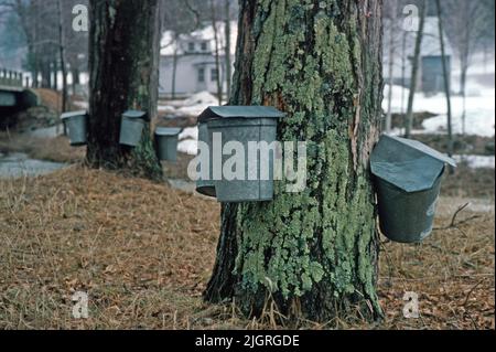 Wintertime ahornsaft Sammeleimer werden auf Bäumen in Vermont in Vorbereitung für die Herstellung von Ahornsirup montiert Stockfoto