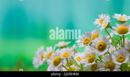 Kamillen im grünen, sonnigen Frühlingswald. Leuchtender unscharfer Hintergrund mit Waldstruktur. Horizontale Nahaufnahme mit Platz für Text. Stockfoto