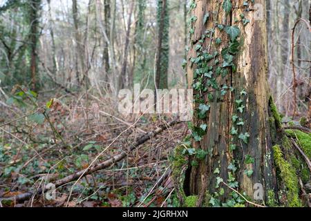 Eine schöne Moosaufnahme auf dem Baumstamm in einem Wald Stockfoto