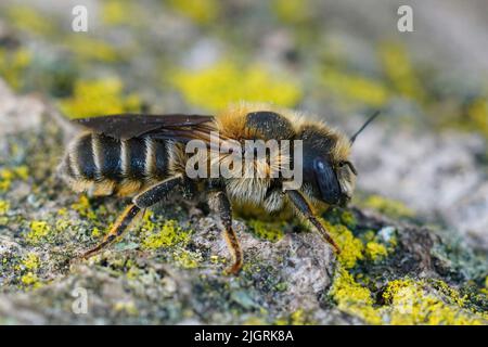 Detaillierte Nahaufnahme eines blauäugigen Weibchen der seltenen Tridentate-Kleinmason-Biene, Hoplitis tridentata Stockfoto