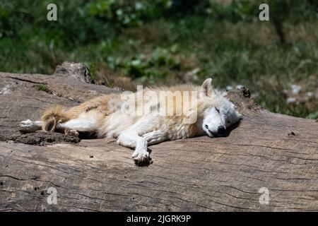 Ein weißer Wolf, erwachsener Rüde, der auf einem Baumstamm schläft Stockfoto