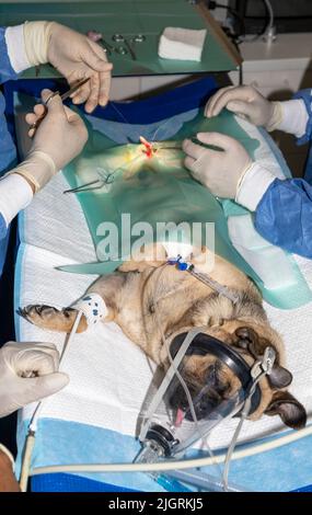 Ein Paar erfahrener Tierärzte, die Nähte auf einen Pug legen Während der Sterilisation Stockfoto