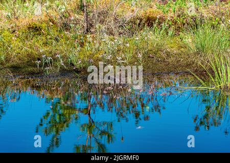 marschlandschaft mit Grasbüschel und Reflexion im offenen Wasser Stockfoto