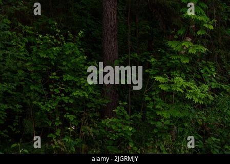 Sommerwald. Baumstämme, umgeben von grünen Blättern. Stockfoto