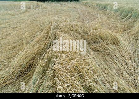 Weizenfeld durch Regen abgeflacht, reifes Weizenfeld durch Wind und Regen beschädigt. Stockfoto