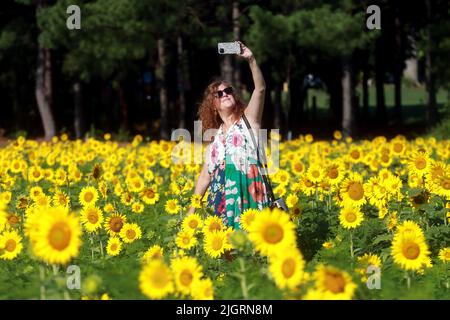 Raleigh, North Carolina, USA. 12.. Juli 2022. LAURA WALL of Cary, macht ein Selfie inmitten eines fünf Hektar großen Sonnenblumenfleckens in voller Blüte im Dorothea Dix Park. Für 2022 wurden Mitte Mai fast 200.000 Clearfield Sunflower Samen gepflanzt. Normalerweise blüht die Stadt Raleigh 2 Wochen lang und erntet die Sonnenblumen, um Tausende von Gallonen Biodiesel zu erzeugen, der dann zu Kraftstoff verarbeitet wird, um Traktoren, Anhänger und landwirtschaftliche Ausrüstung zu betreiben. Das Feld dient auch als Lebensraum für Bienen und andere Insekten. (Bild: © Bob Karp/ZUMA Press Wire) Stockfoto