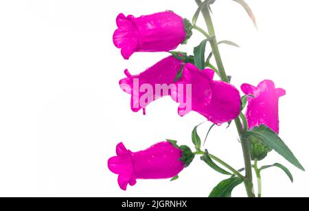 Nahaufnahme der rosa Campanula-Blume. Sie steht für Dankbarkeit, Glauben und Beständigkeit. Ein religiöses Symbol ist die Blume. Stockfoto