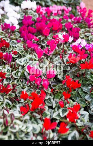 Rosa, rote und weiße Cyclamen zum Verkauf im Plant Center in Nymans Gardens, West Sussex, Großbritannien Stockfoto