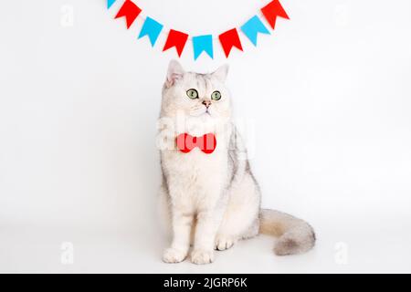 Charmante weiße Katze in einer roten Fliege, die auf einem weißen Hintergrund unter verschiedenen Girlanden von Fahnen sitzt Stockfoto
