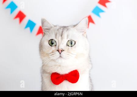 Porträt einer weißen Katze in einer roten Fliege, die auf weißem Hintergrund unter bunten kleinen Fahnen sitzt Stockfoto