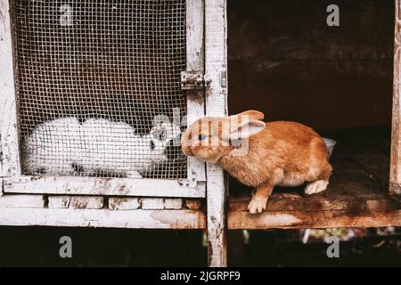 Zwei verliebte Kaninchen sitzen in Käfigen Stockfoto