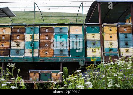 Die Häuser der Bienen befinden sich auf dem grünen Gras in den Bergen. Reihe von Bienenstöcken auf einem Feld in den Bergen Stockfoto