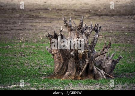 Eine Nahaufnahme des Stumpfes eines alten, mit Moos bedeckten Baumes auf einem Feld, das tagsüber unter Sonnenlicht steht Stockfoto