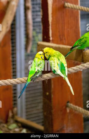 Zwei Budgie-Papageien, Carmen-Papageienhaus (Papugarnia Carmen), Warschau, Polen Stockfoto