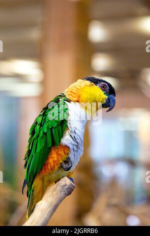 Schwarzkopfpapagei (Pionites melanocephalus), Carmen-Papageienhaus (Papugarnia Carmen), Warschau, Polen Stockfoto