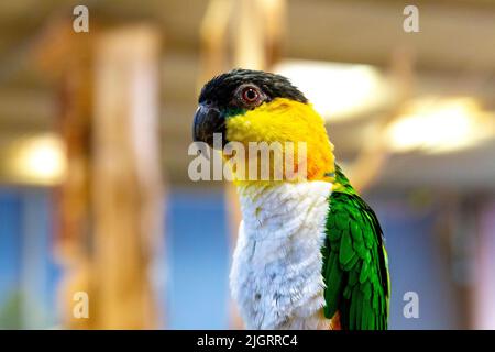 Schwarzkopfpapagei (Pionites melanocephalus), Carmen-Papageienhaus (Papugarnia Carmen), Warschau, Polen Stockfoto