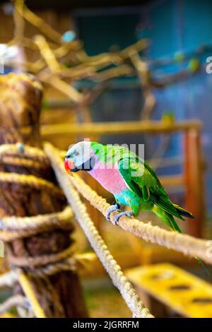 Rotbrustsittich (Psittacula alexandri), Carmen-Papageienhaus (Papugarnia Carmen), Warschau, Polen Stockfoto